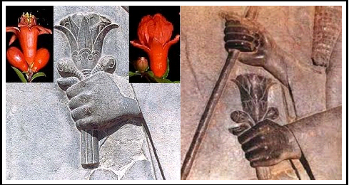 ماجرای گل انار در دستان داریوش هخامنشی چیست؟/ نگاهی به نقش نمادین گلنار پارسی در کاشیکاری ایرانی
